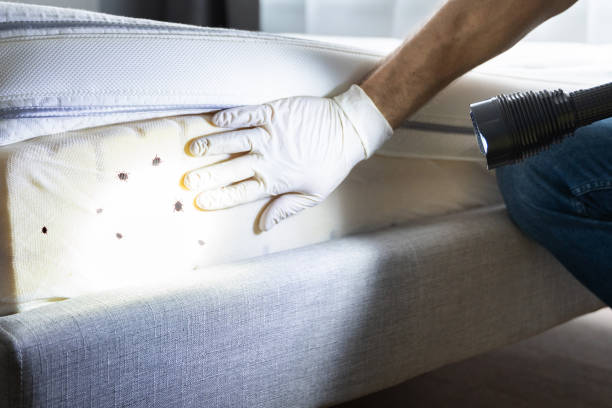 Best Local Pest Control Services  in Oakdale, CA
