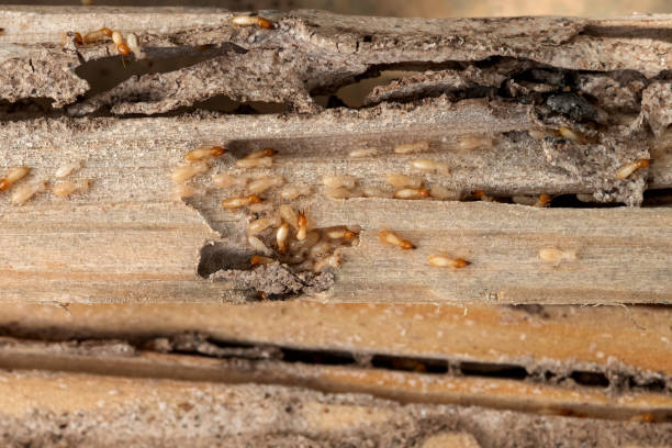Best Flea Control Services  in Oakdale, CA
